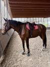 CHEVAL HONGRE SELLE FRANCAIS