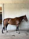 CHEVAL HONGRE SELLE FRANCAIS