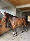 CHEVAL HONGRE SELLE FRANCAIS
