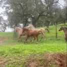 Lote de potras