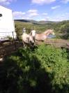 Lote de potras