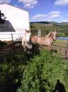 Lote de potras