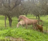 Lote de potras