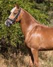 JAGERBOMB LA WOUIVRE PFS PONEY D AVENIR ENTIER 