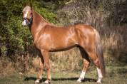 JAGERBOMB LA WOUIVRE PFS PONEY D AVENIR ENTIER 