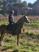 JAGERBOMB LA WOUIVRE PFS PONEY D AVENIR ENTIER 