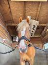 JAGERBOMB LA WOUIVRE PFS PONEY D AVENIR ENTIER 