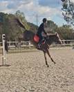 JAGERBOMB LA WOUIVRE PFS PONEY D AVENIR ENTIER 