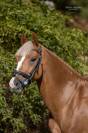 JAGERBOMB LA WOUIVRE PFS PONEY D AVENIR ENTIER 
