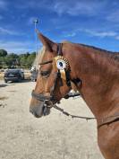 JAGERBOMB LA WOUIVRE PFS PONEY D AVENIR ENTIER 