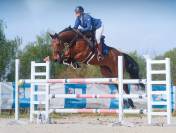 Harybo, hongre de 8 ans idéal pour un cavalier amateur