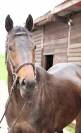 Sagamia – Superbe jument de 4 ans
