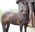 Sagamia – Superbe jument de 4 ans