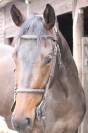 Sagamia – Superbe jument de 4 ans
