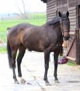 Sagamia – Superbe jument de 4 ans