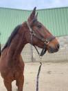 Trotteur hongre de 3 ans