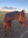 Trotteur hongre de 3 ans