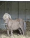minis shetlands 