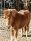 minis shetlands 