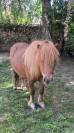 minis shetlands 