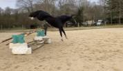 Jument de dressage 