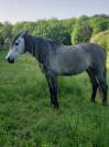 jument pure race espagnole
