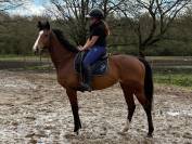 La Karita Spigao Jolie Jument Pur Sang - Prix abordable