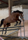 La Karita Spigao Jolie Jument Pur Sang - Prix abordable
