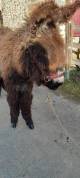 baudet du poitou