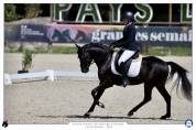 Stallion French Saddle Pony For sale 2020 Black