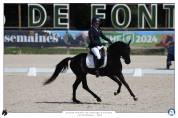 Stallion French Saddle Pony For sale 2020 Black