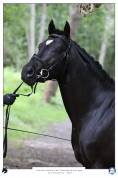 Stallion French Saddle Pony For sale 2020 Black