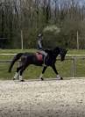Dressage top horse