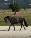 Dressage top horse