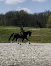 Dressage top horse
