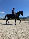 Dressage top horse