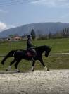 Dressage top horse