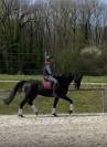 Dressage top horse