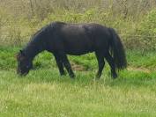 Cheval de merens