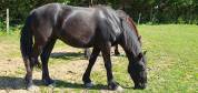 Cheval de merens