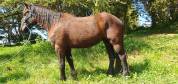 Cheval de merens