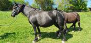 Cheval de merens