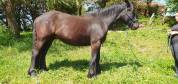 Cheval de merens