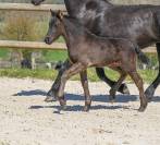 Diora, Une bouille a croquer, Pouliche Frisonne 