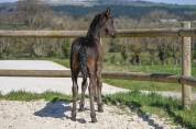 Diora, Une bouille a croquer, Pouliche Frisonne 