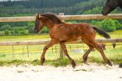Diora, Une bouille a croquer, Pouliche Frisonne 