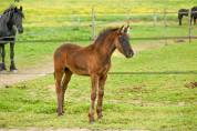 Diora, Une bouille a croquer, Pouliche Frisonne 
