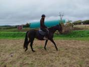 Era des Sables, jument ONC pleine