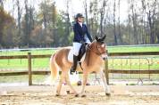 HAFLINGER 9 ANS 1M50
