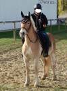 HAFLINGER 9 ANS 1M50